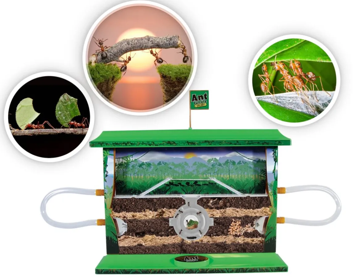 Hot Wild Science Ant Jungle - Project
