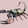 Hot Thames and Kosmos Scorpion Anatomy 3D Model - 29 Pieces