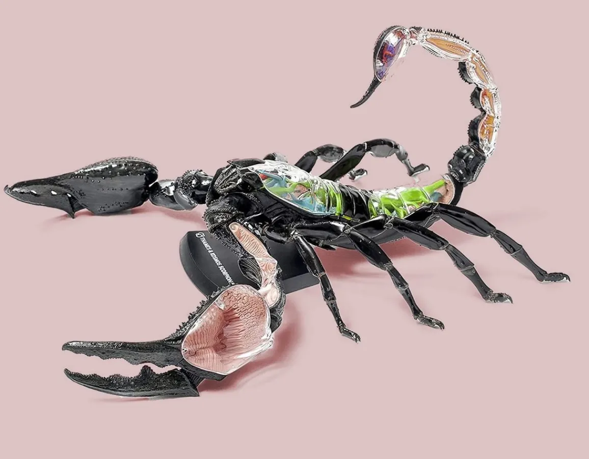 Hot Thames and Kosmos Scorpion Anatomy 3D Model - 29 Pieces