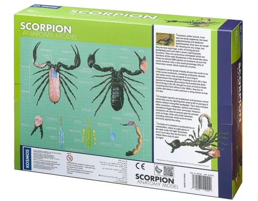 Hot Thames and Kosmos Scorpion Anatomy 3D Model - 29 Pieces